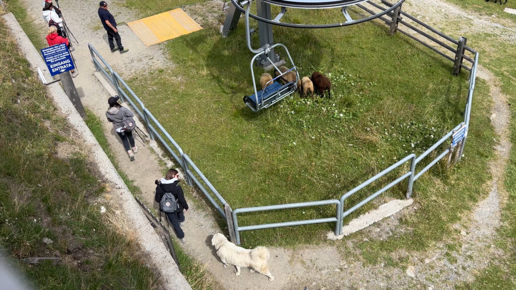 Herdenschutzhunde und Touristen