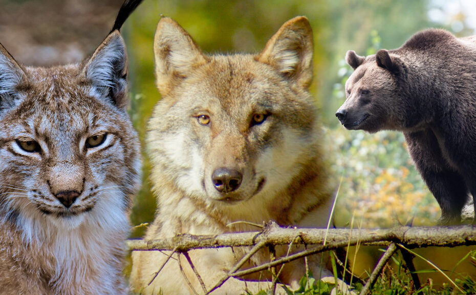 Wolf Bär Luchs