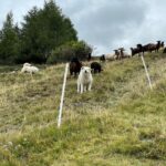 Herdenschutz Hunde