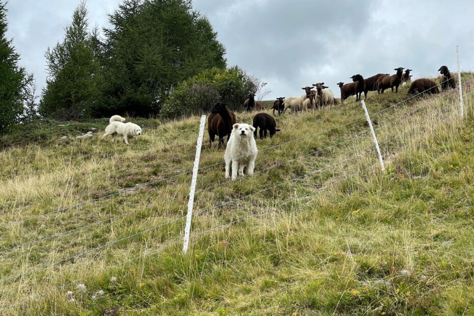 Herdenschutz Hunde