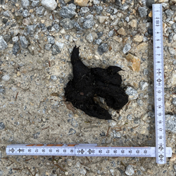 Losung (Durchmesser 2,5 cm, Länge 25 cm)