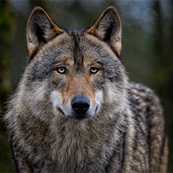 Bild von einem Wolf